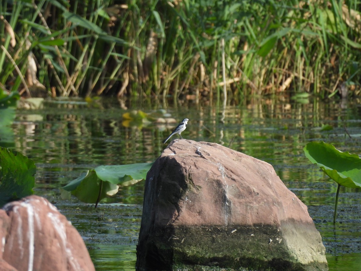 White Wagtail - ML610358084