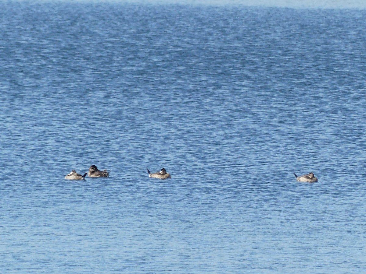 Ruddy Duck - ML610358106