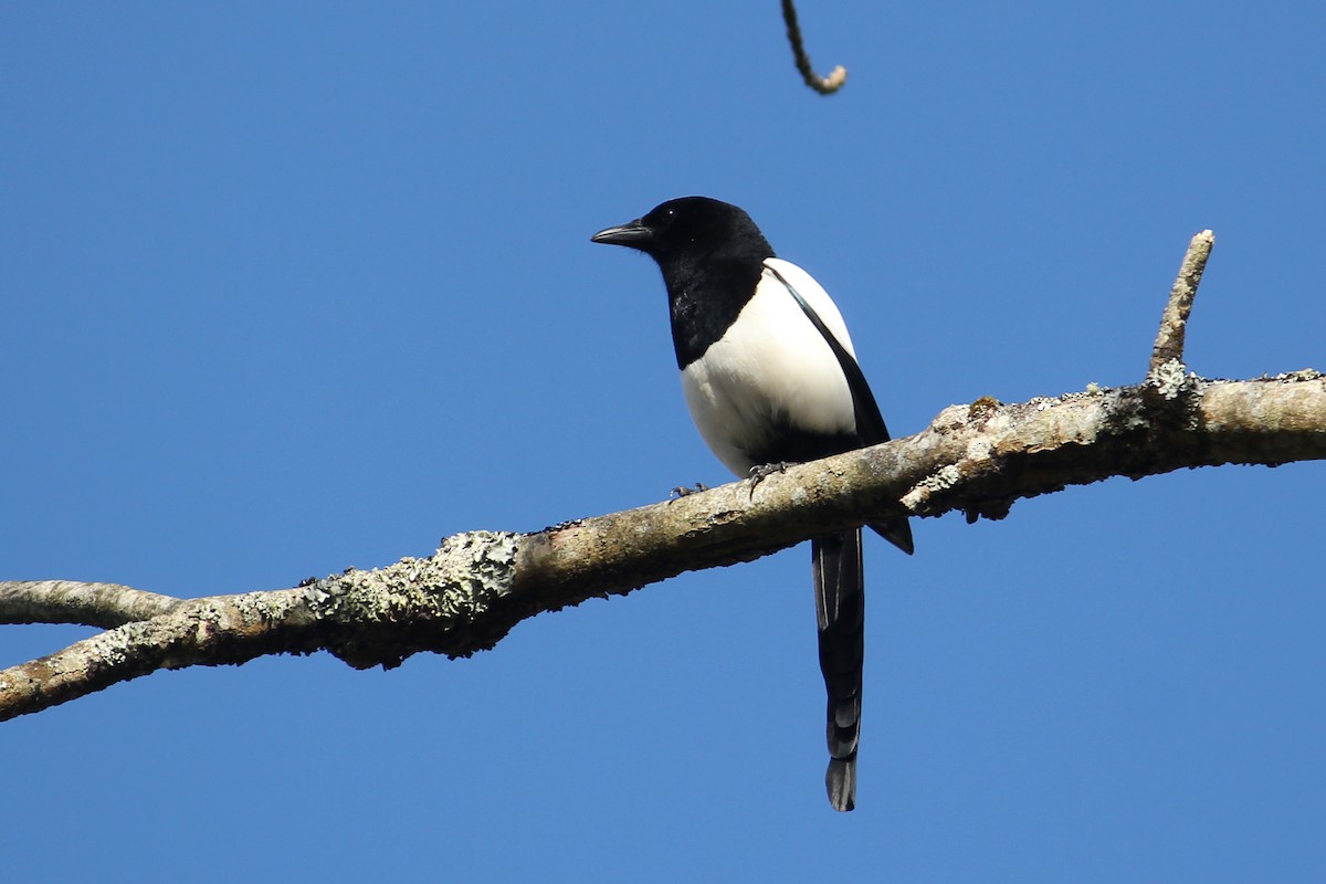 Eurasian Magpie - kathleen shuet