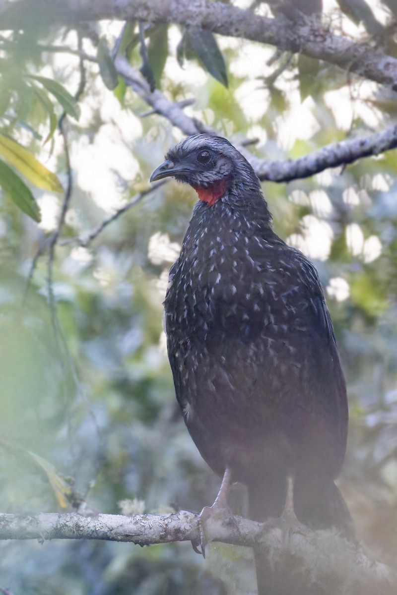 Andean Guan - Bradley Hacker 🦜