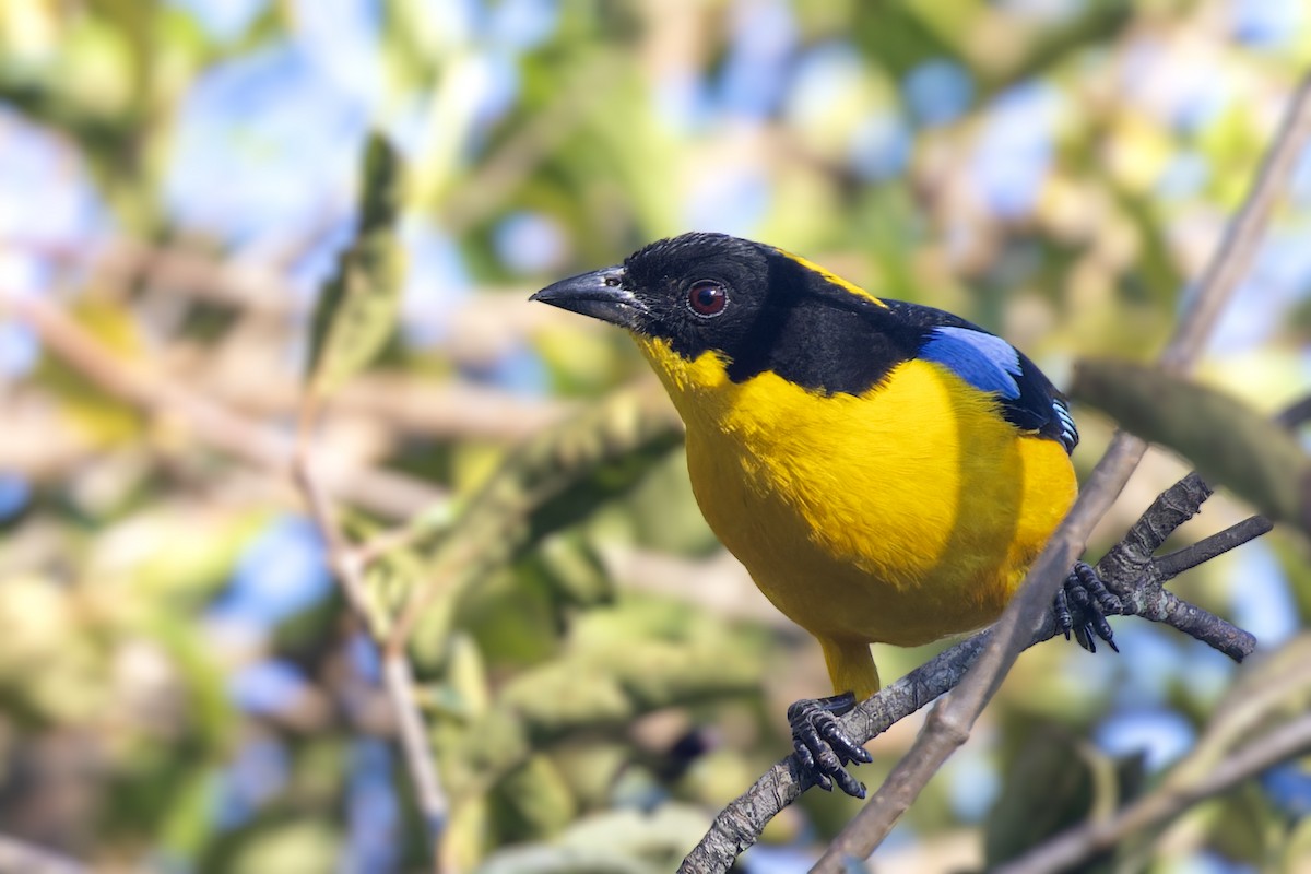 Blue-winged Mountain Tanager (Bolivian) - ML610358147