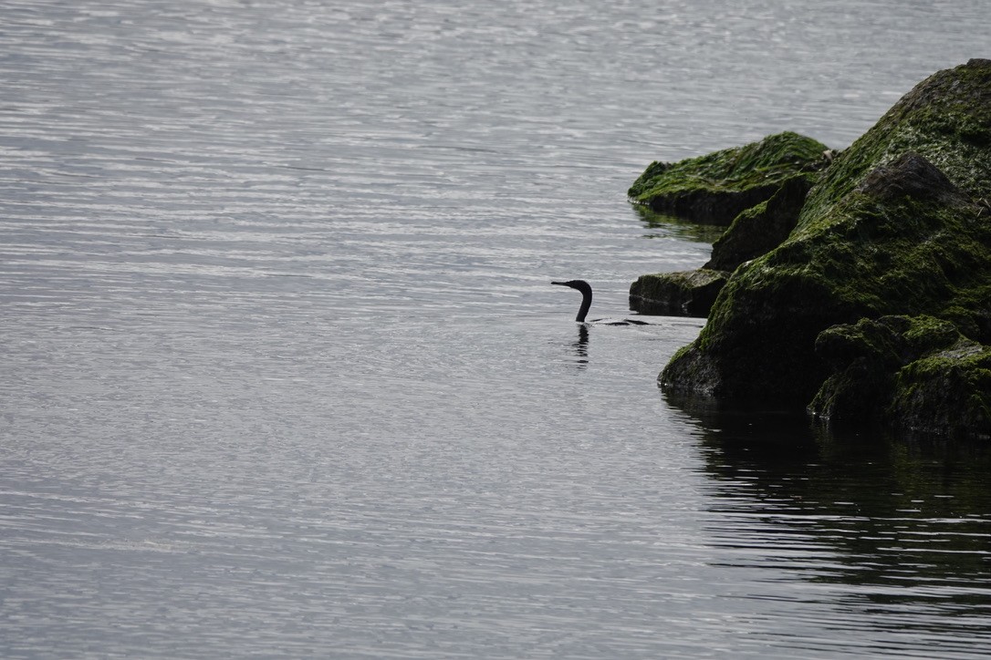 Brandt's Cormorant - Karen Etter Hale