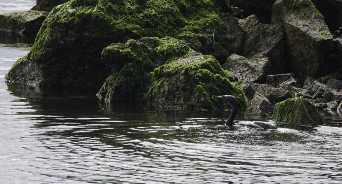 Brandt's Cormorant - ML610358149