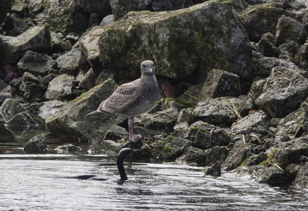 Brandt's Cormorant - ML610358150