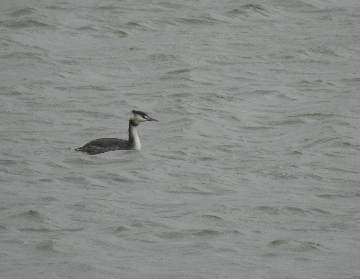 Great Crested Grebe - ML610358208