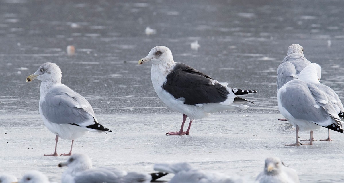 Slaty-backed Gull - ML610358250