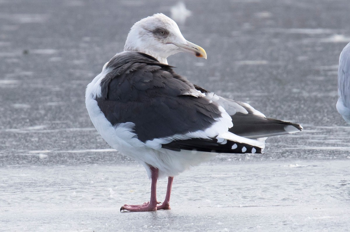 Slaty-backed Gull - Bruce Mactavish