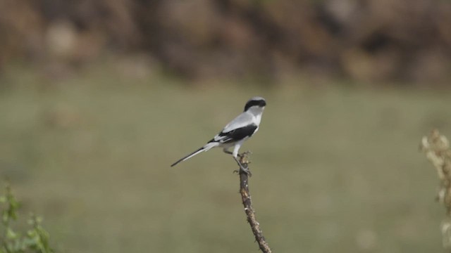 Great Gray Shrike - ML610358266