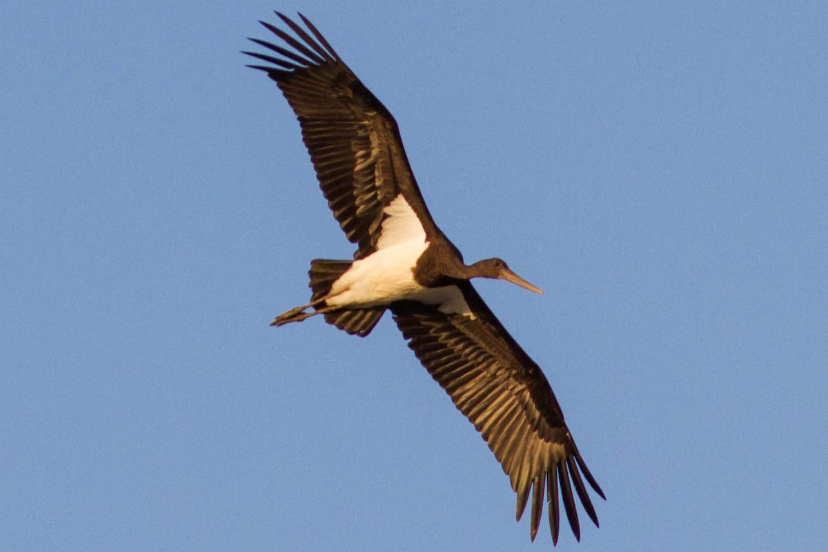 Black Stork - ML610358279