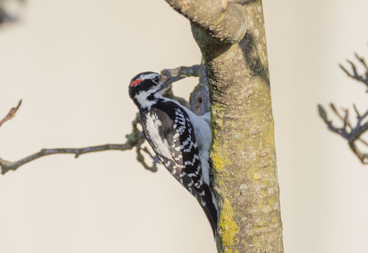 Hairy Woodpecker - ML610358306