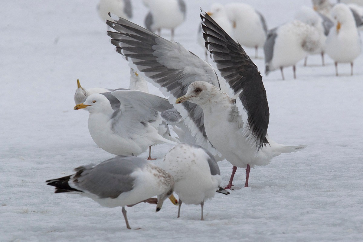 Slaty-backed Gull - ML610358338