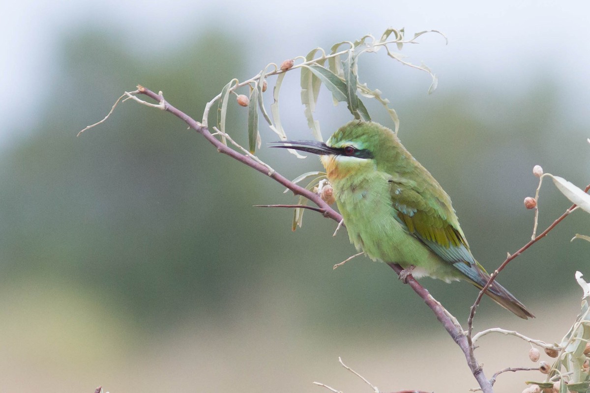 Blue-cheeked Bee-eater - ML610358385