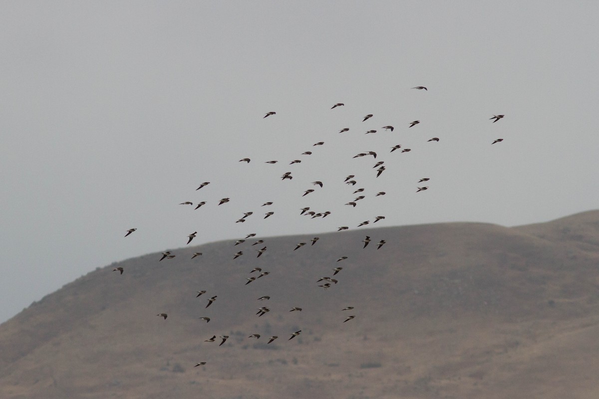 Black-winged Pratincole - ML610358388