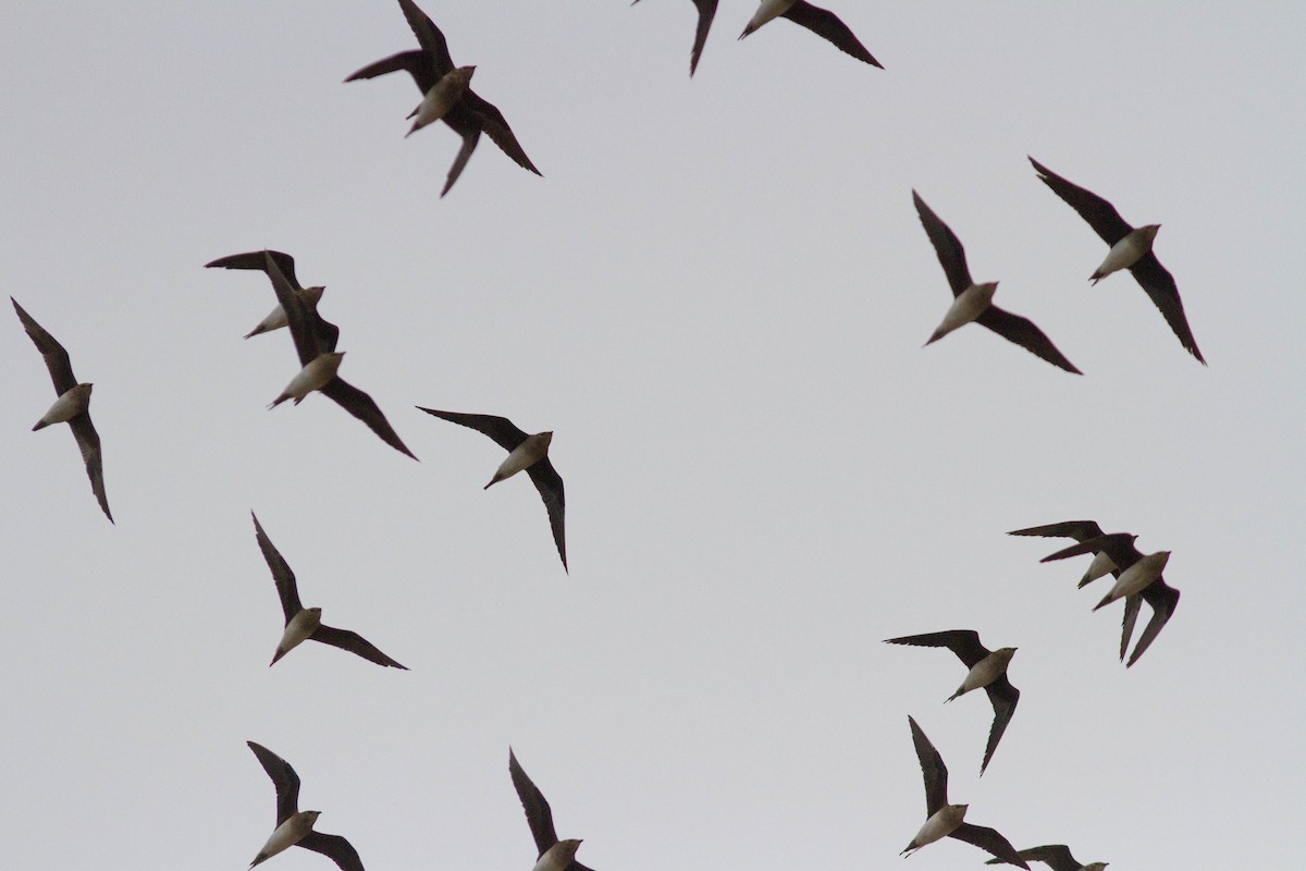 Black-winged Pratincole - ML610358389