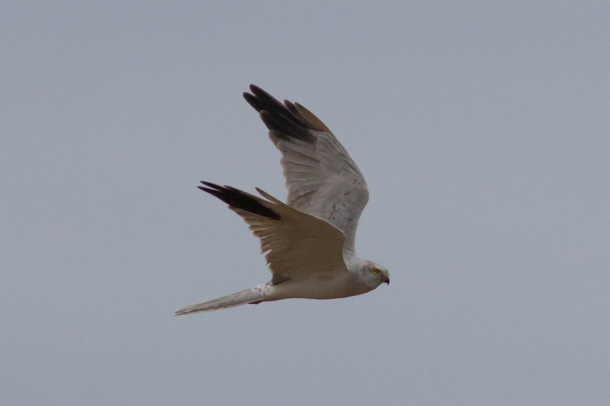 Pallid Harrier - ML610358401