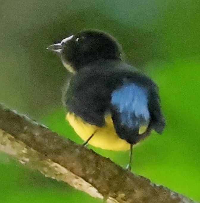 Manakin à front blanc - ML610358413