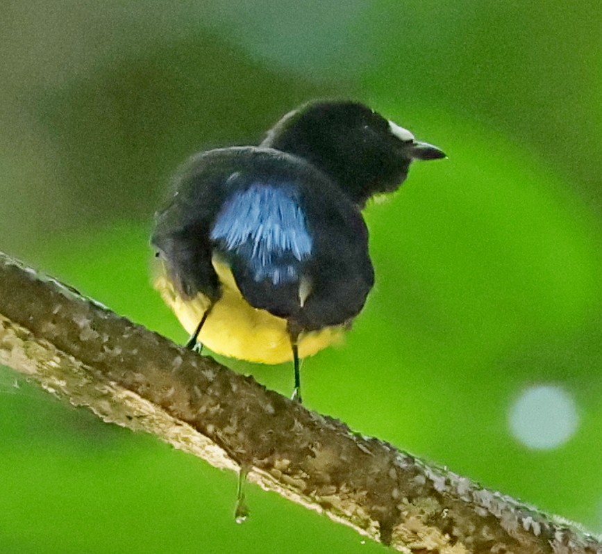 White-fronted Manakin - Maciej  Kotlarski