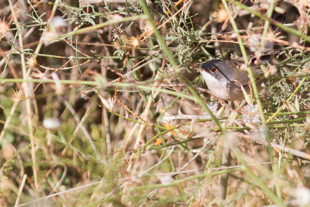 Menetries's Warbler - ML610358509