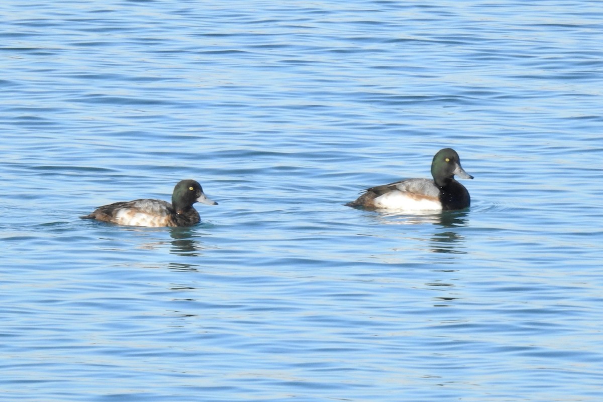 Greater Scaup - ML610358511