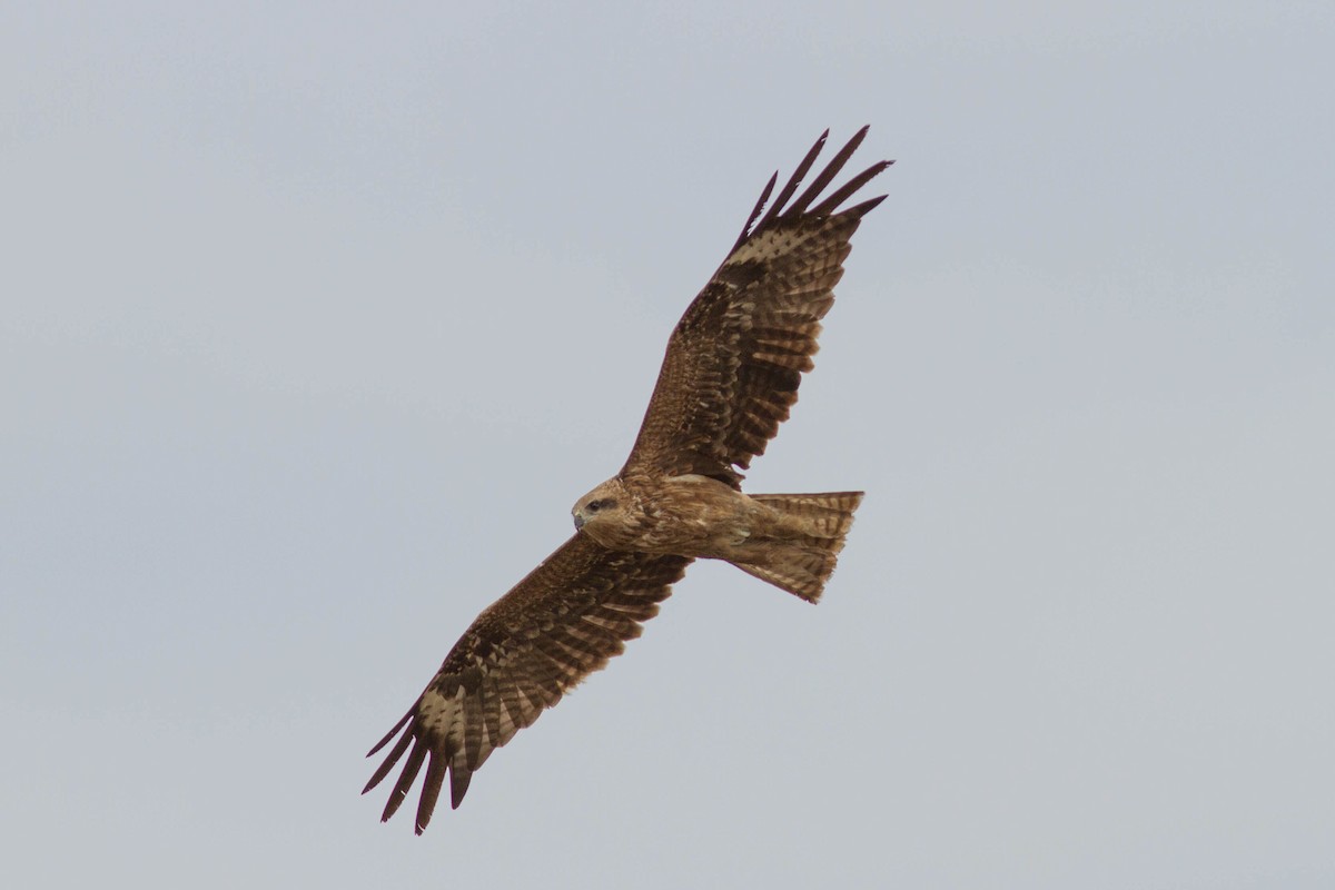 Black Kite - ML610358515