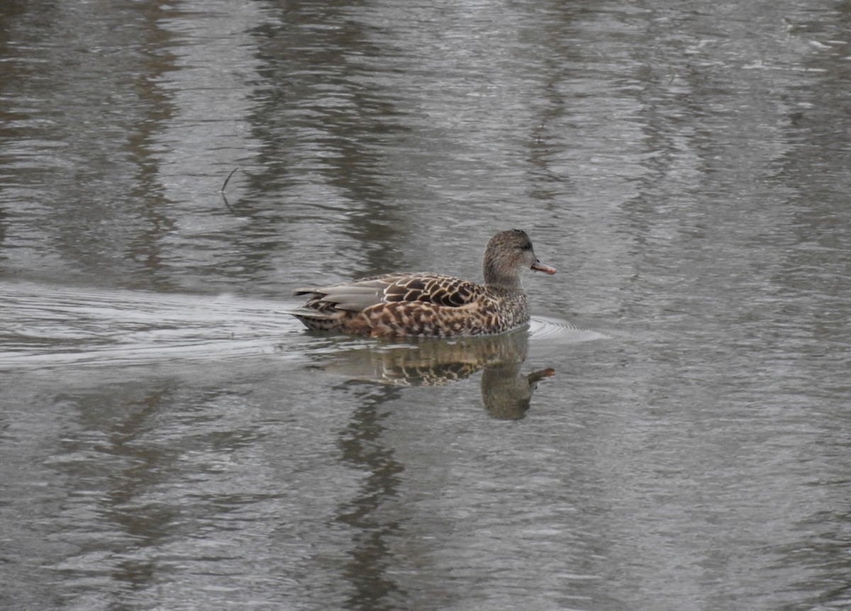 Canard chipeau - ML610358562