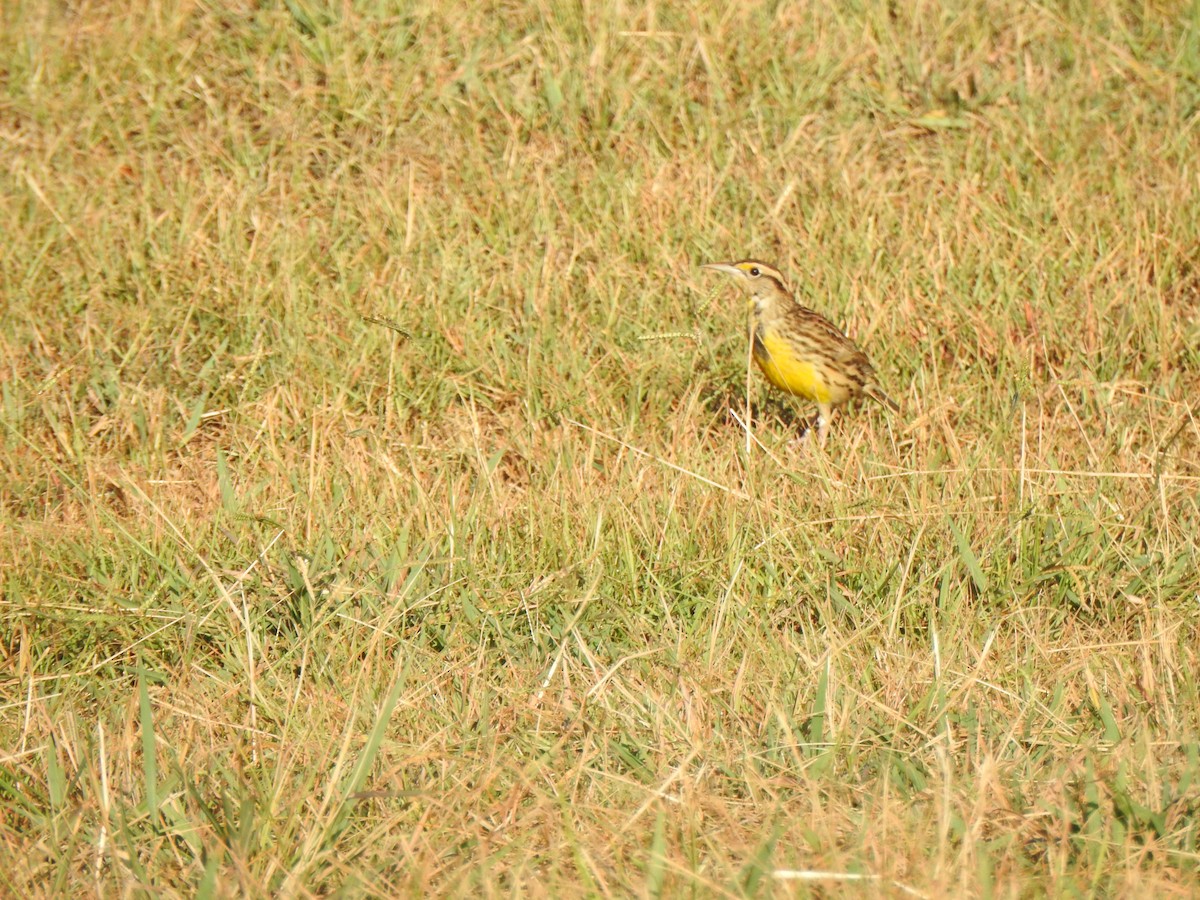 Eastern Meadowlark - Ben Holloway