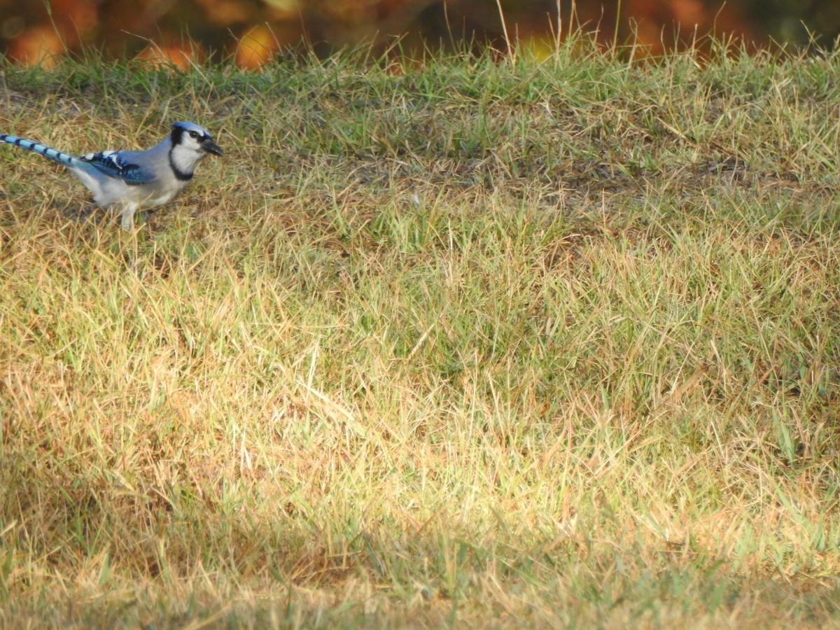 Blue Jay - ML610358664