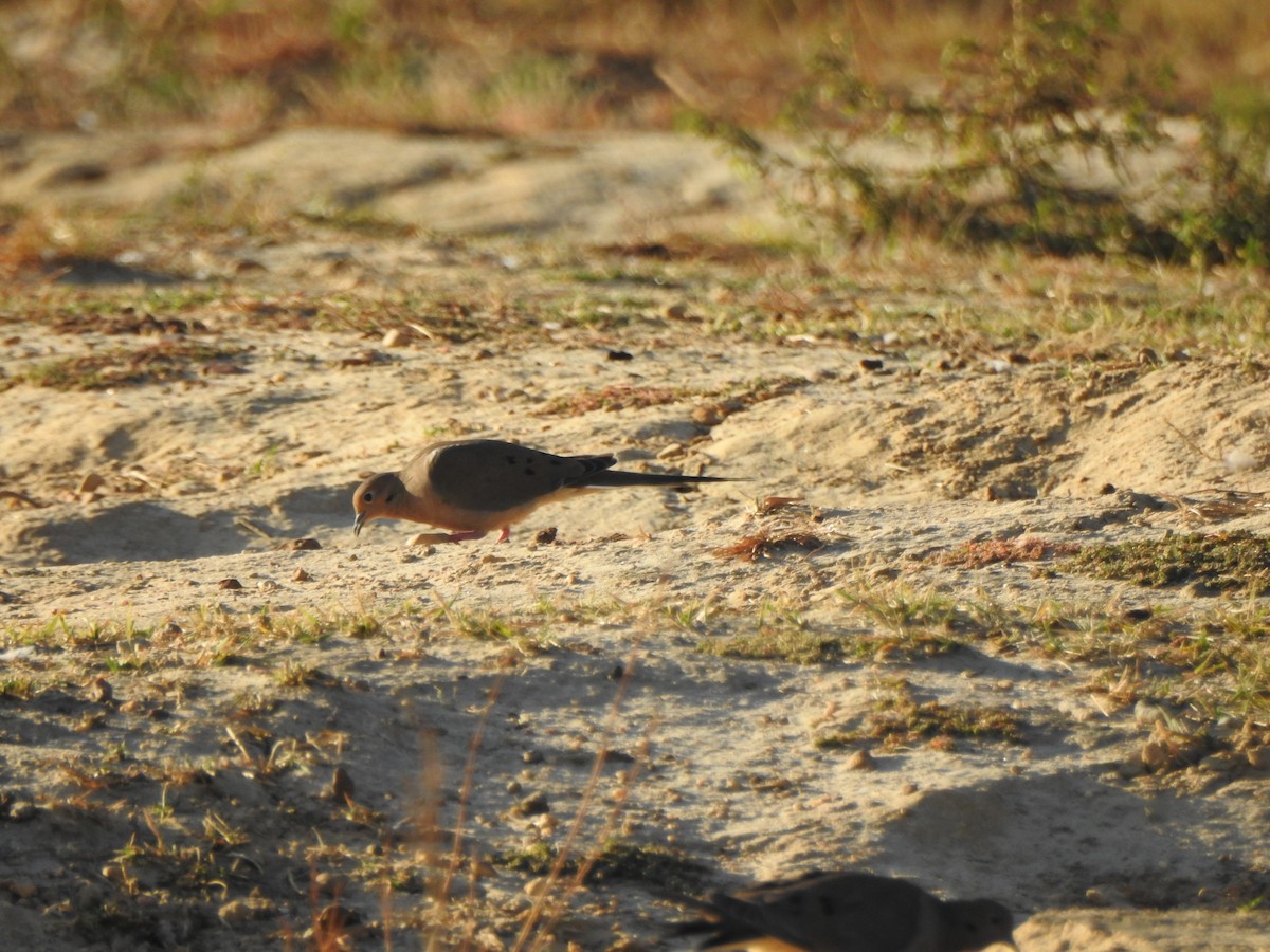 Mourning Dove - ML610358709