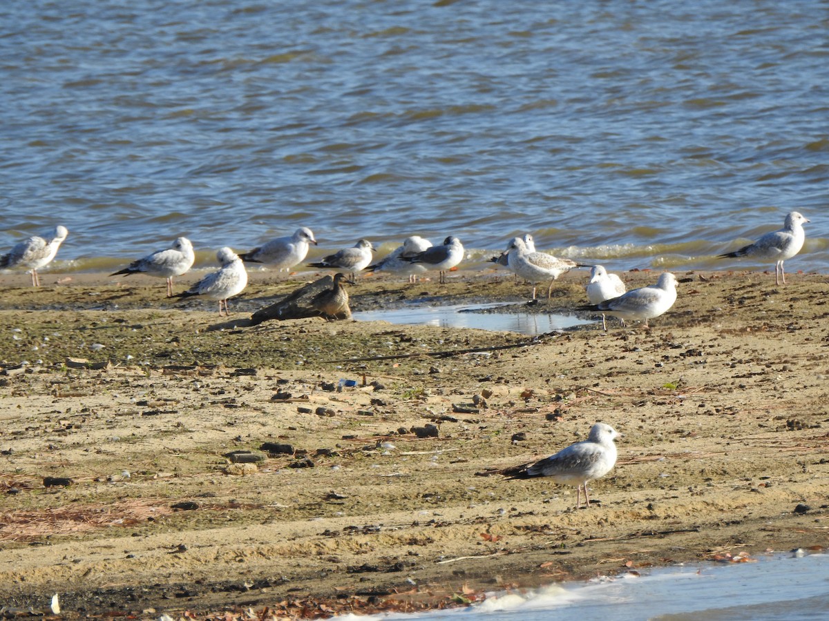 Franklin's Gull - ML610358738