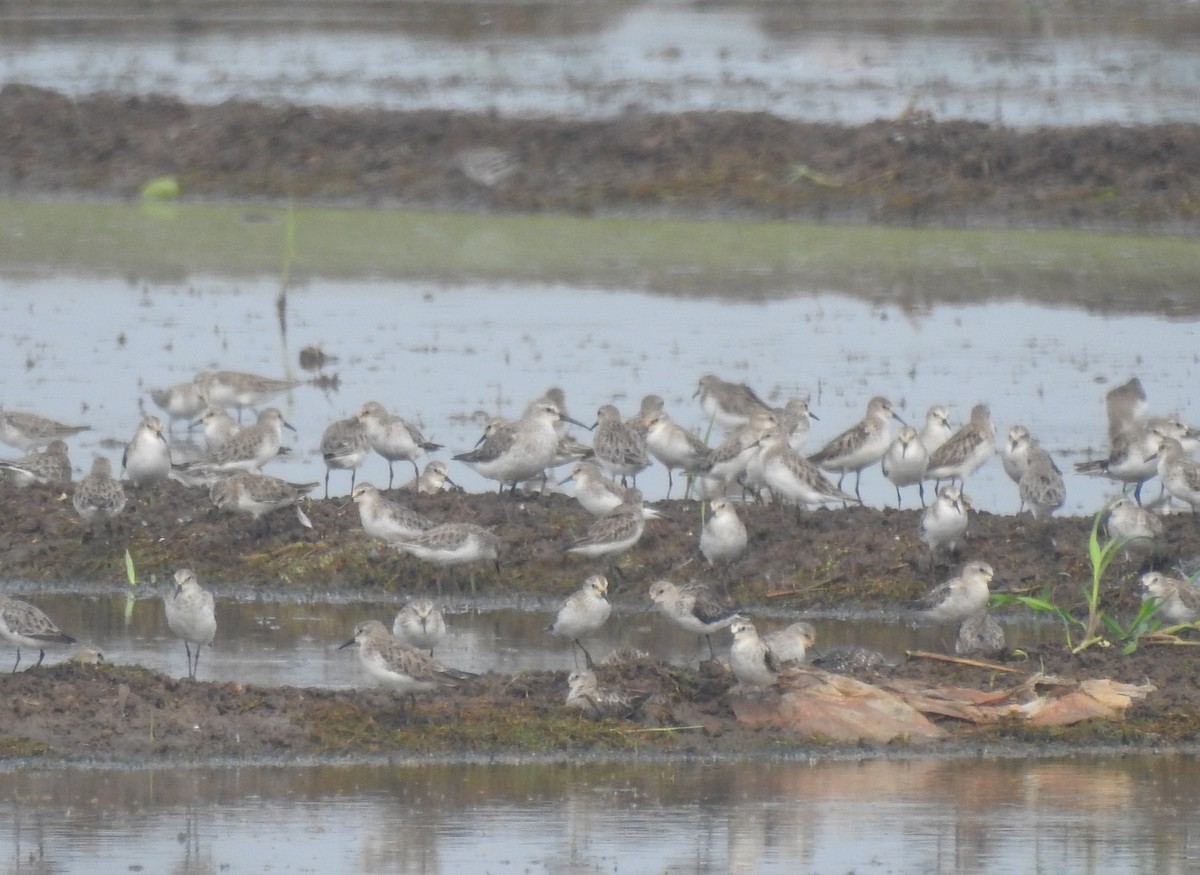 Curlew Sandpiper - ML610358773