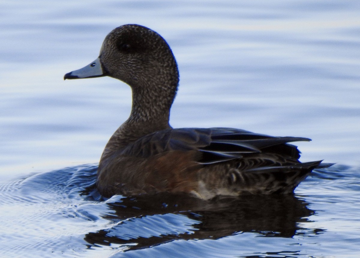 Gadwall - Ben Holloway