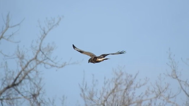 Raufußbussard - ML610358814