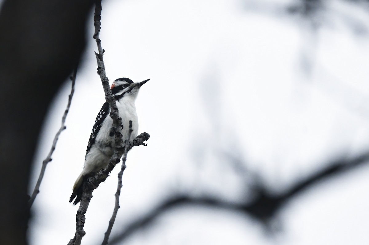 Hairy Woodpecker - ML610358836