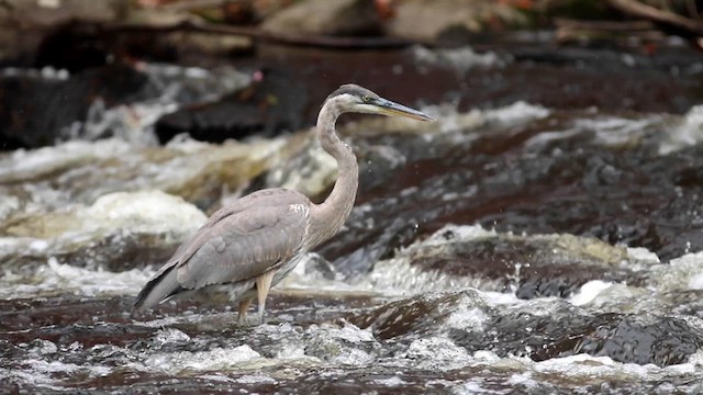 herodiashegre (herodias gr.) - ML610358838