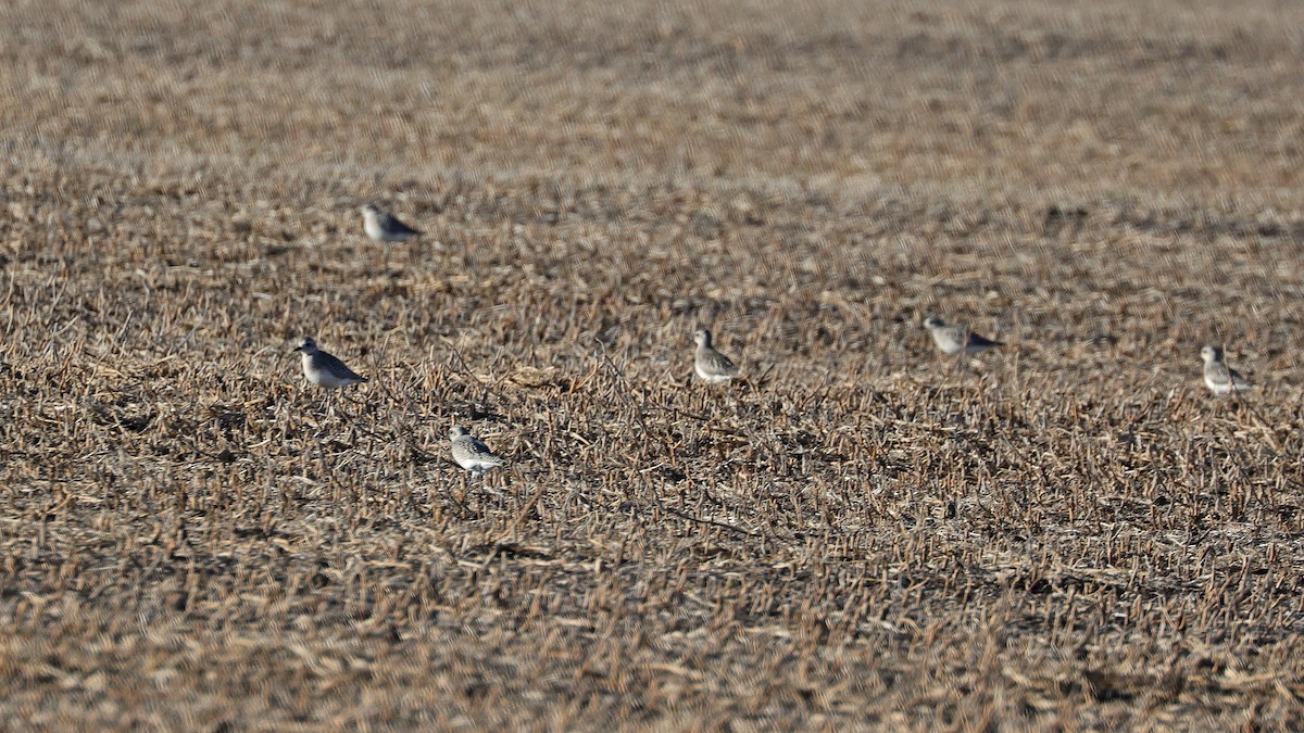 American Golden-Plover - Curtis McCamy