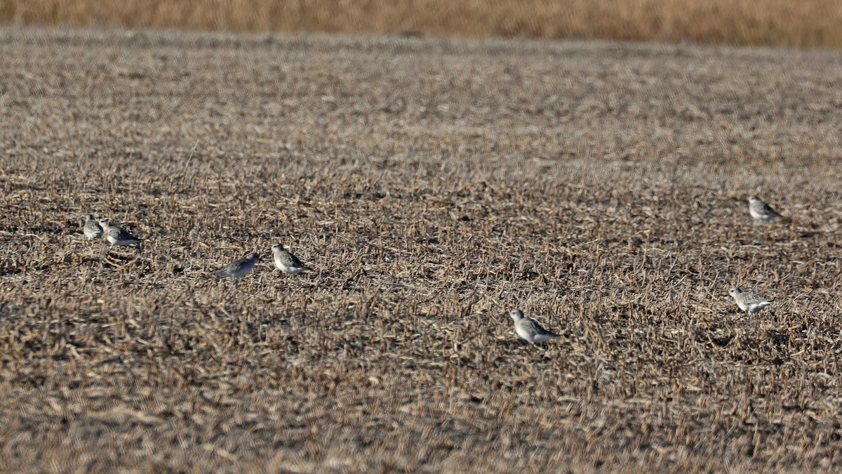 American Golden-Plover - Curtis McCamy