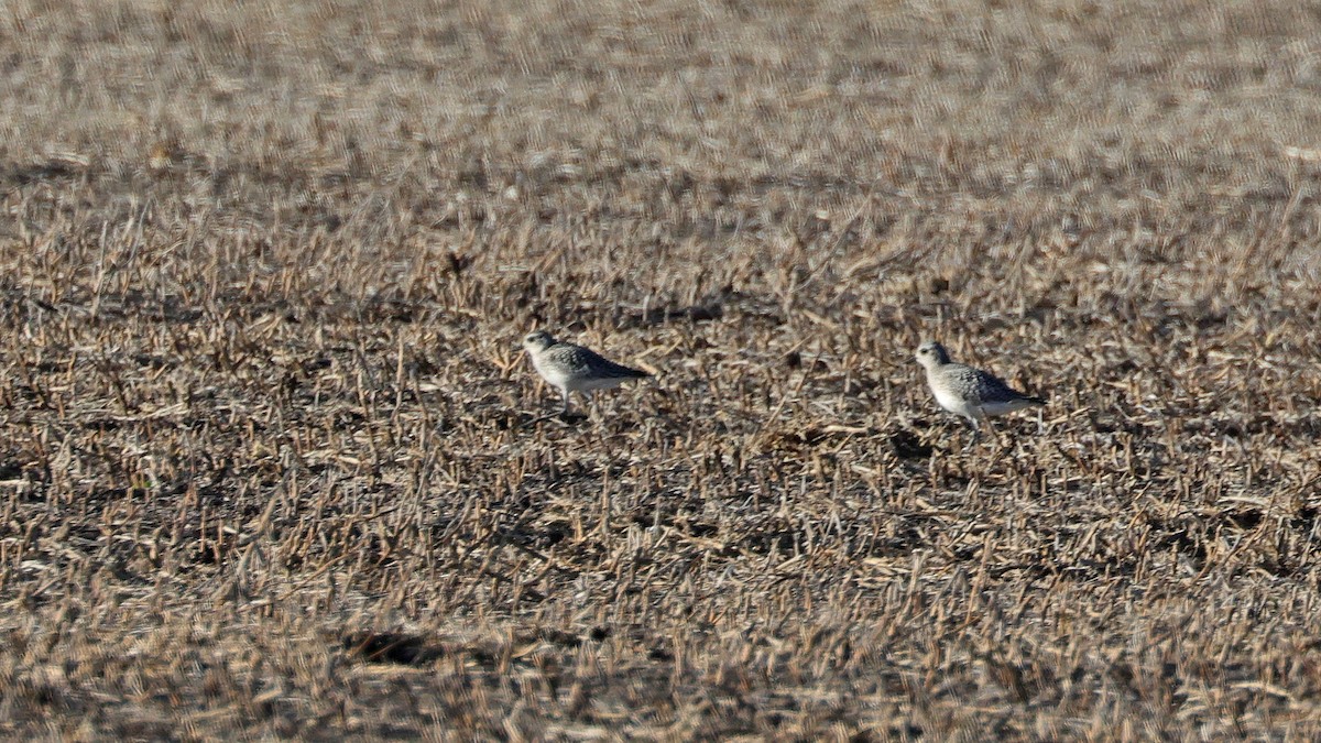 American Golden-Plover - Curtis McCamy