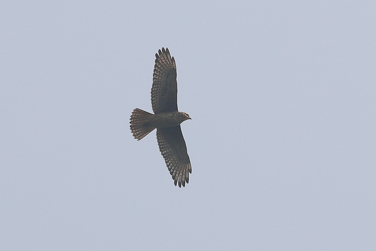 White-eyed Buzzard - ML610358871