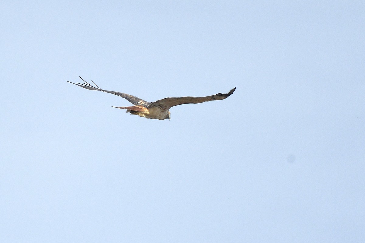 Red-tailed Hawk - ML610358890
