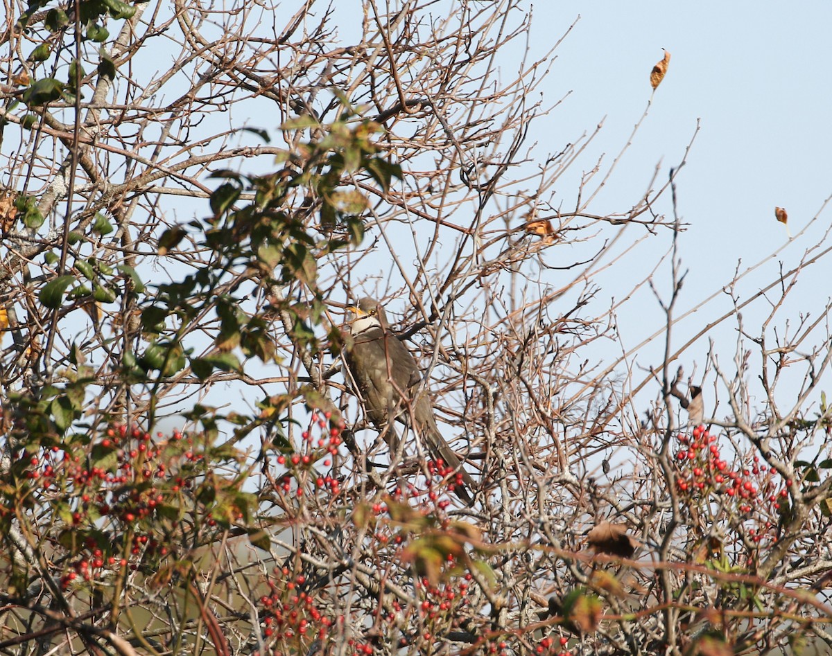 Yellow-billed Cuckoo - ML610358899