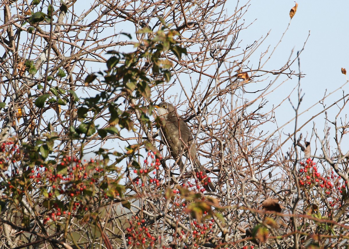 Yellow-billed Cuckoo - ML610358900