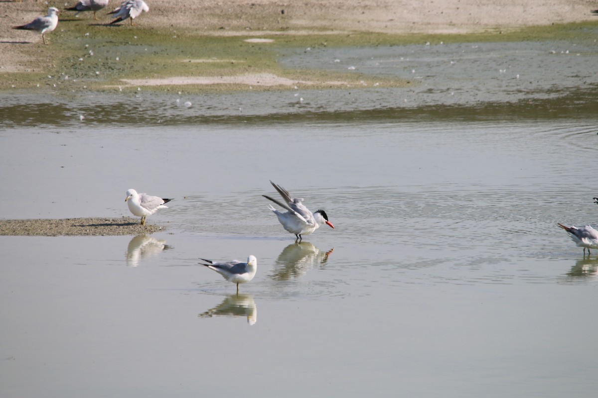 Caspian Tern - ML61035891