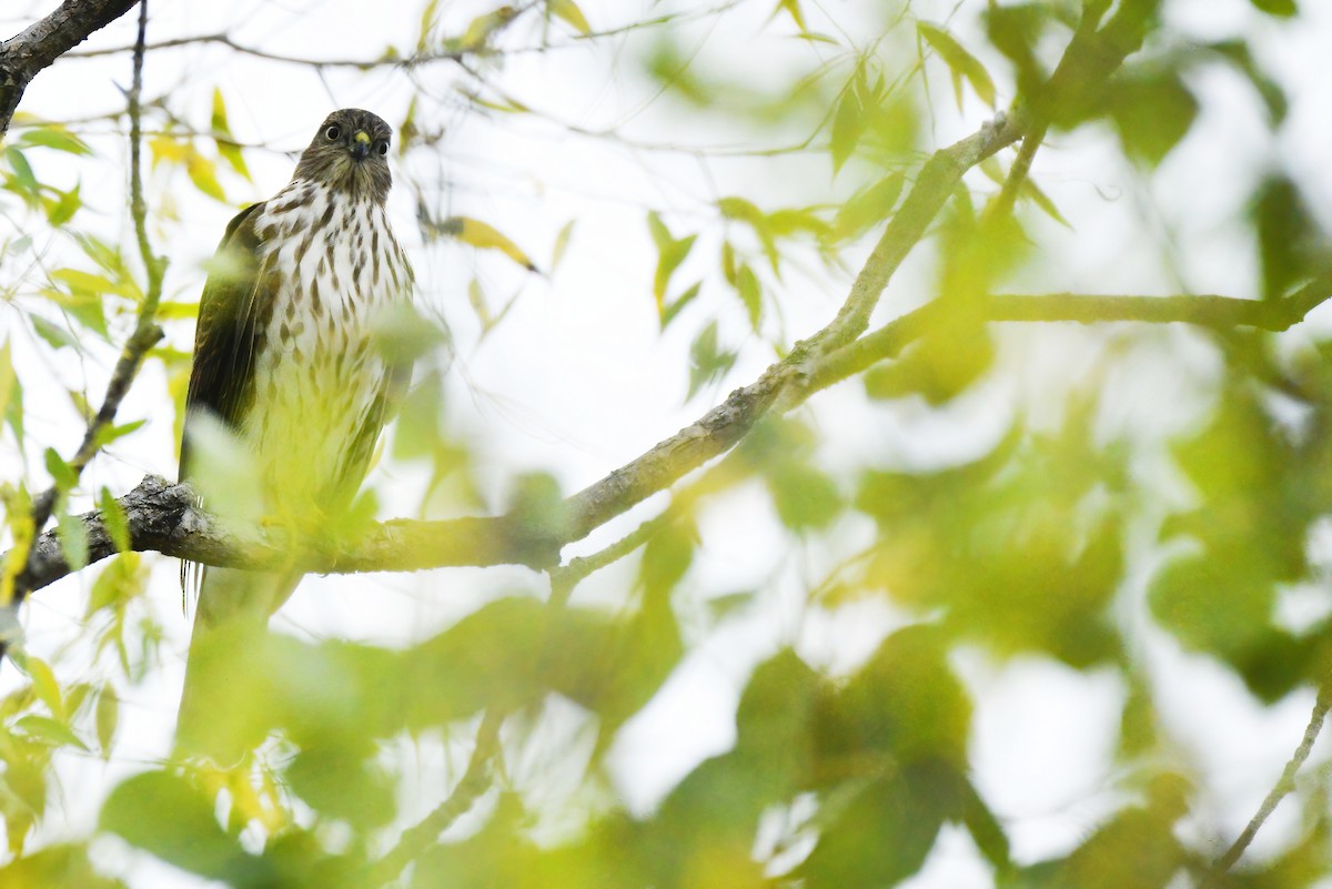 Sharp-shinned Hawk - ML610358922