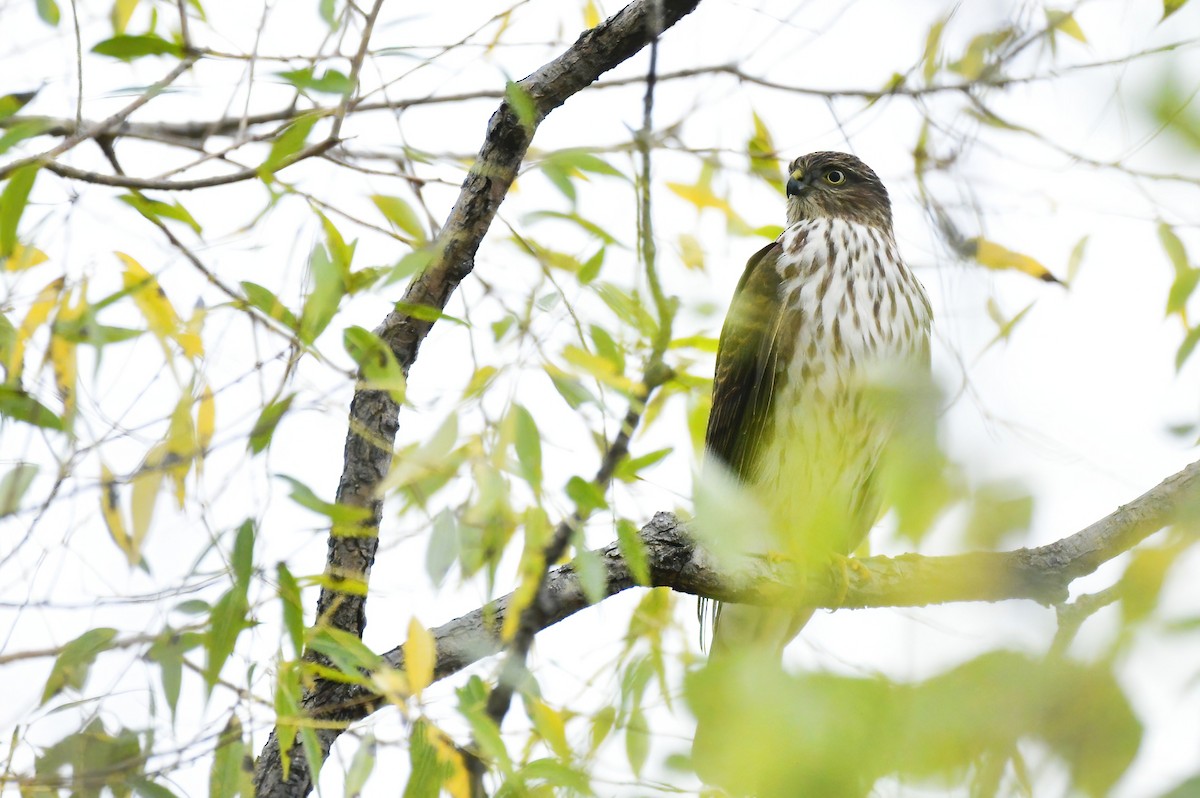 Sharp-shinned Hawk - ML610358941