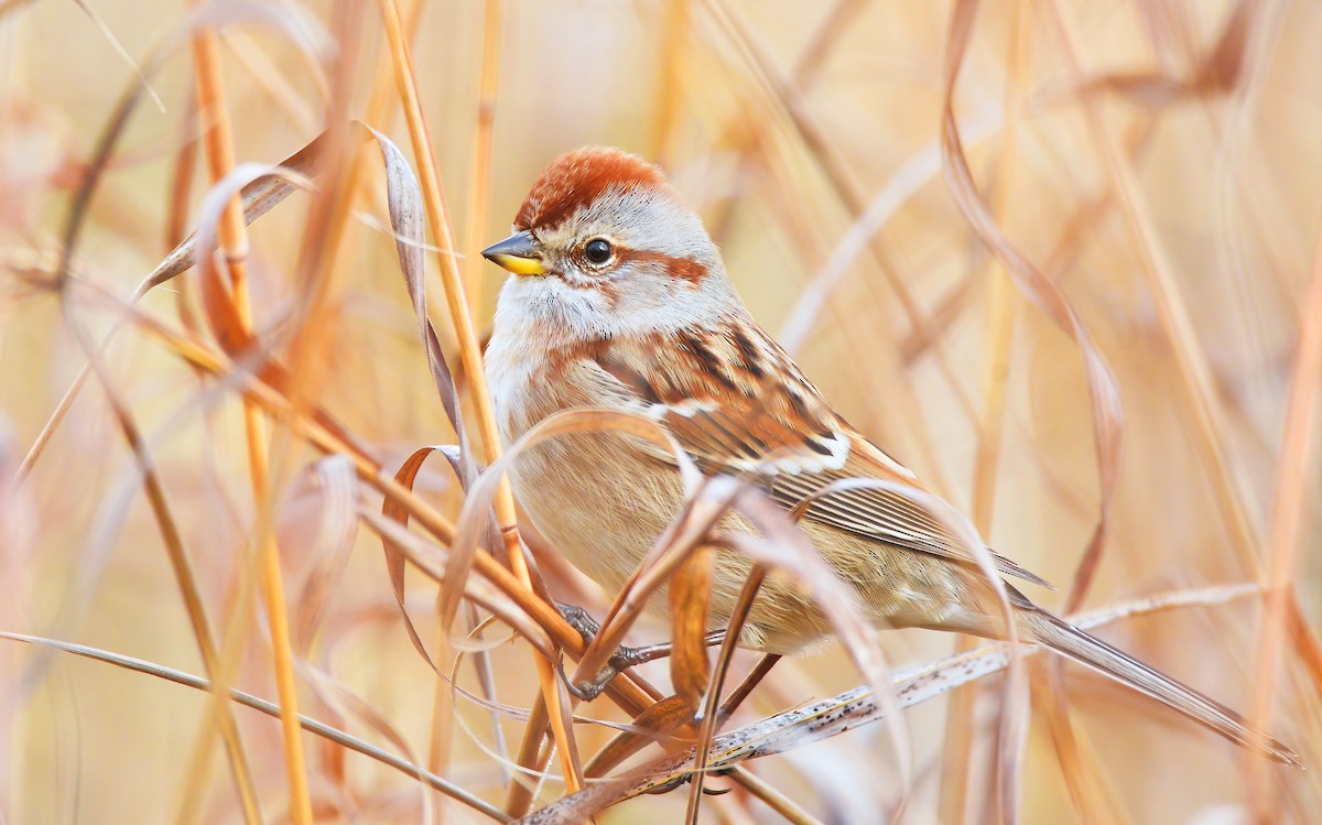 American Tree Sparrow - Asher  Warkentin