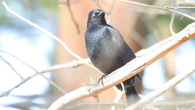 Rusty Blackbird - ML610358989