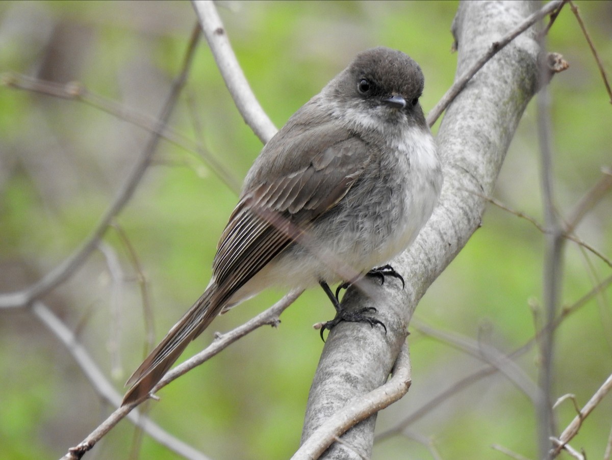 Eastern Phoebe - ML610359017