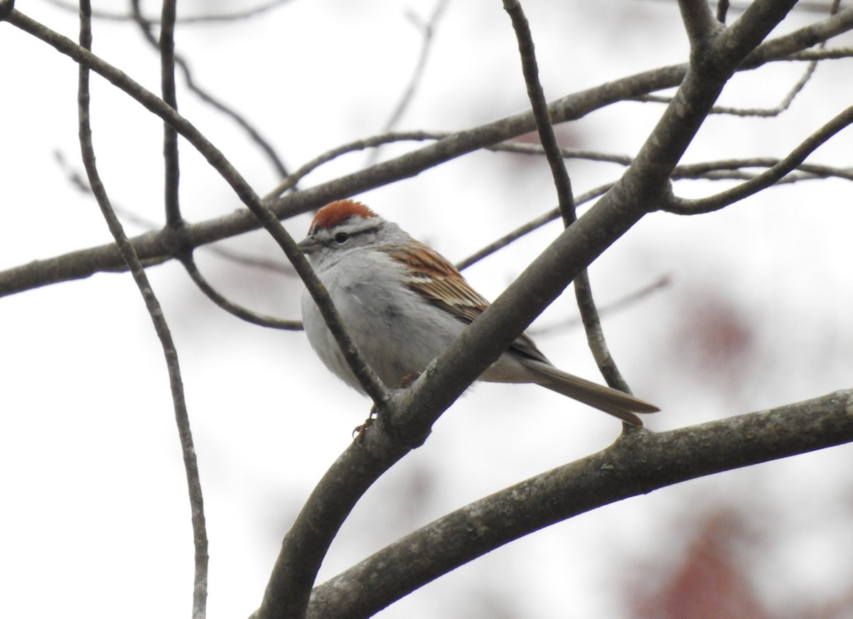 Chipping Sparrow - ML610359030