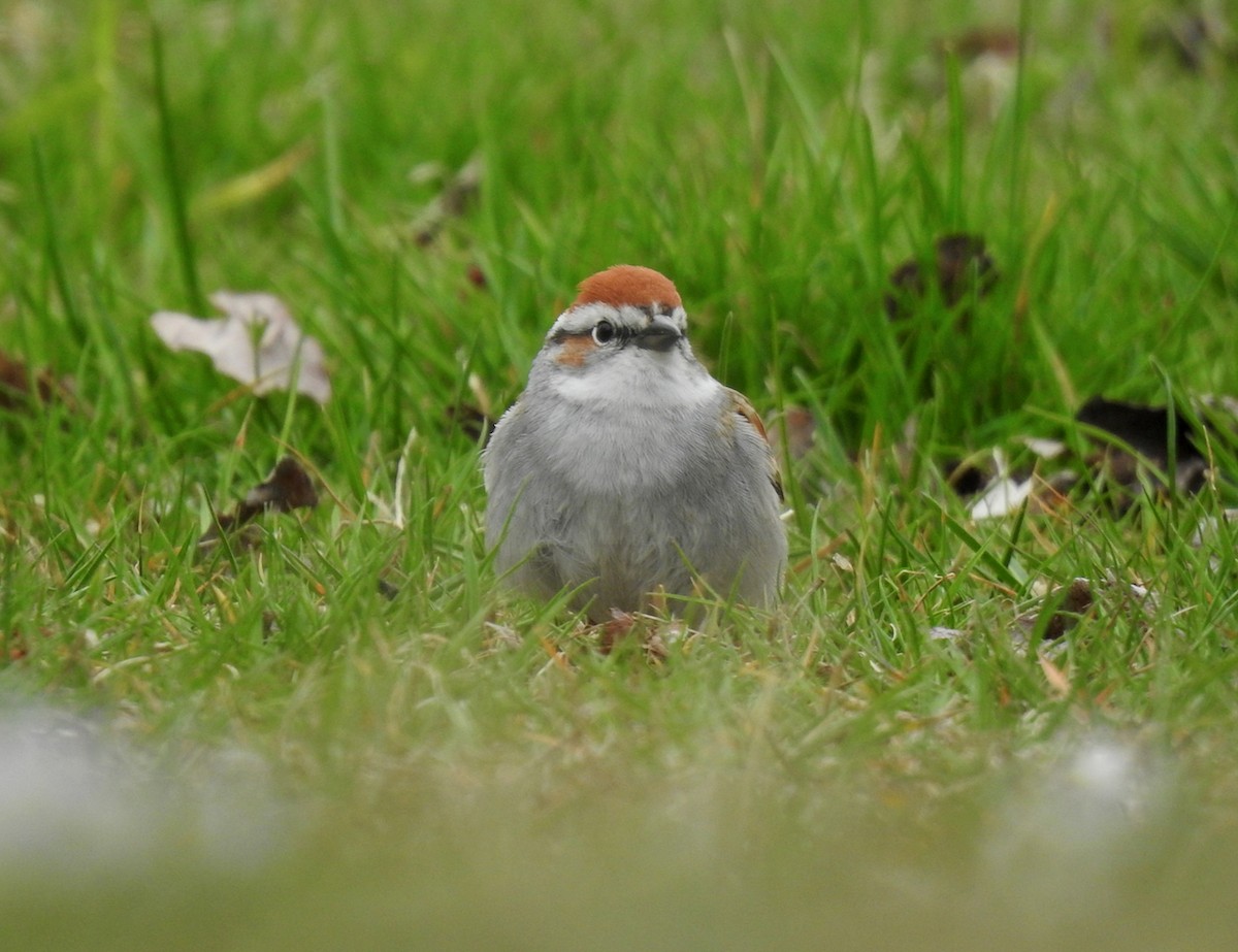 Chipping Sparrow - João Menezes