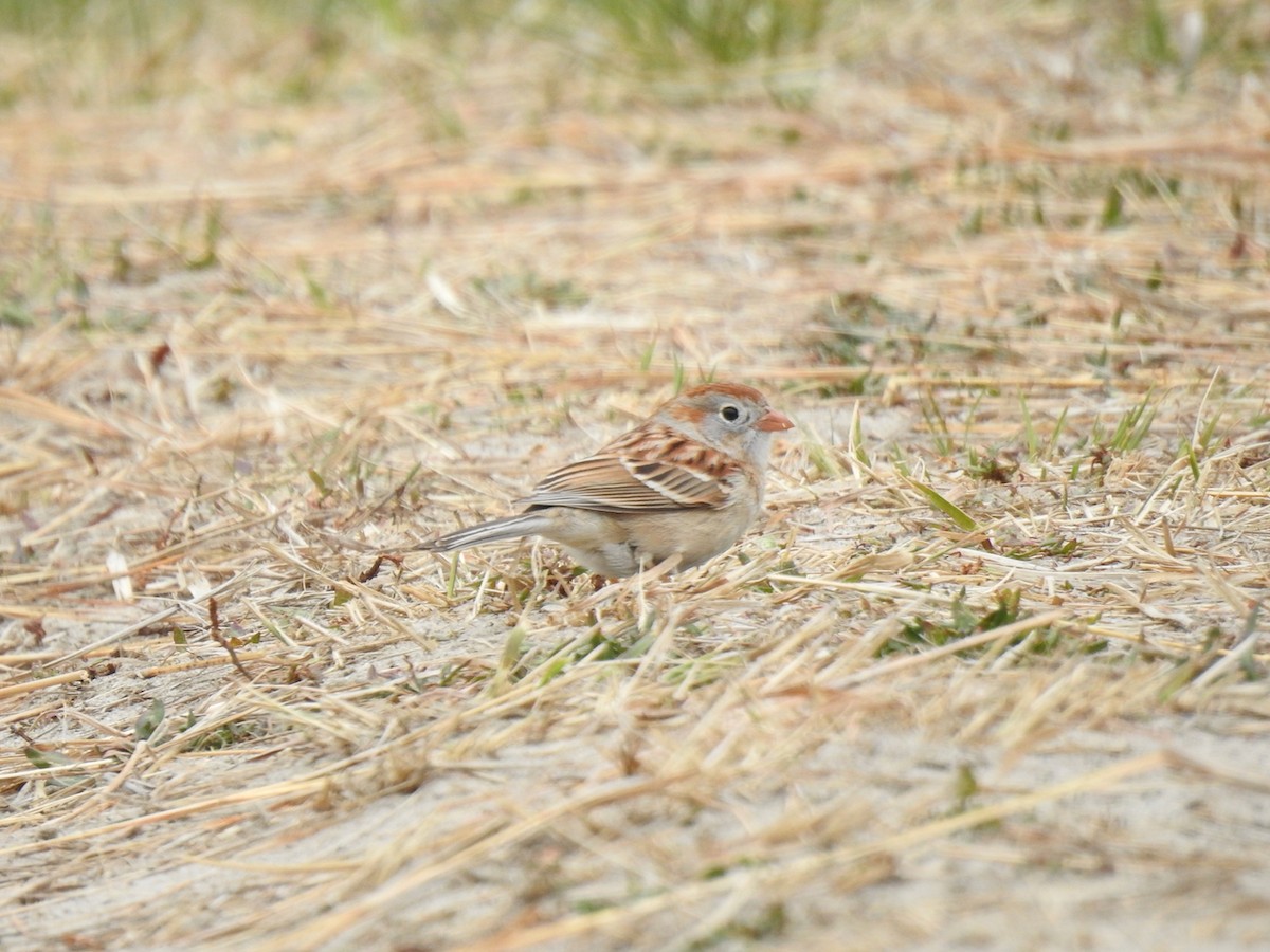 Field Sparrow - ML610359033